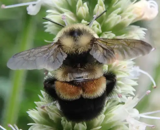 A bee collects nectar