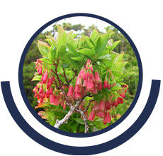 Theme: biodiversity protection. A flower named Vaccinium cylindraceum